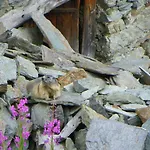 Stadel Soussun 3* Champoluc